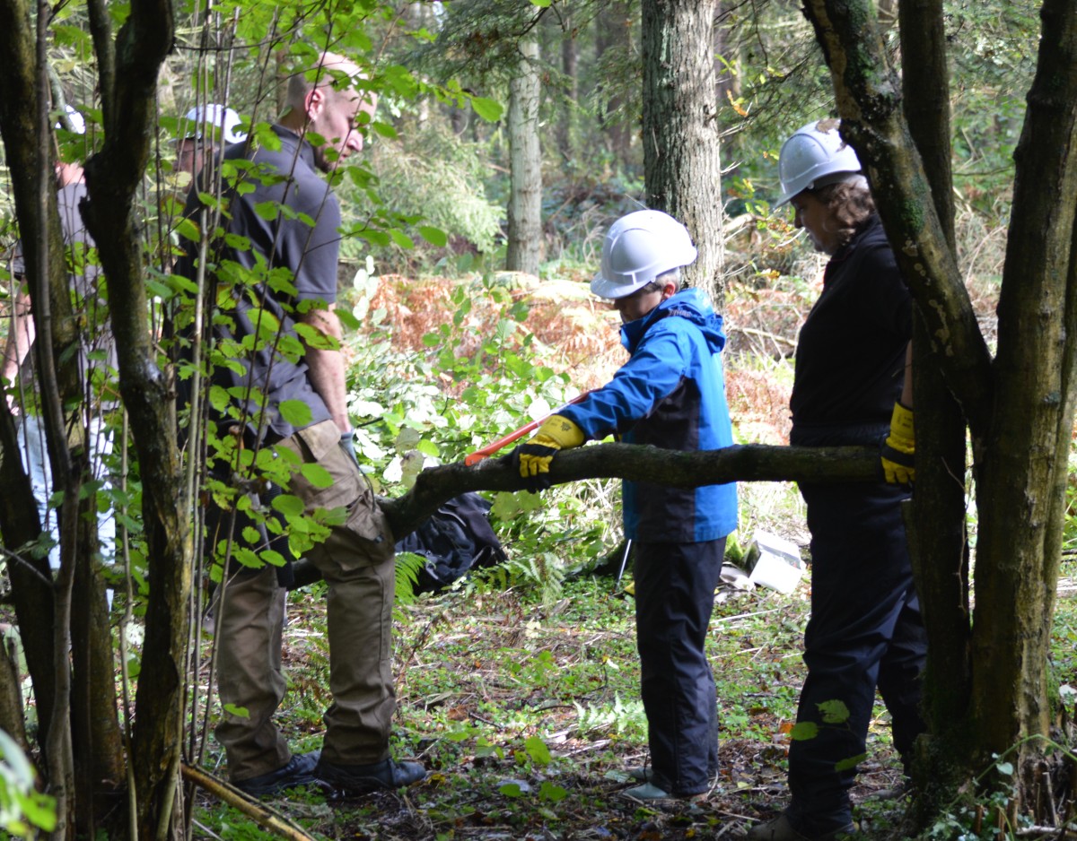 Coppicing and sycamore control